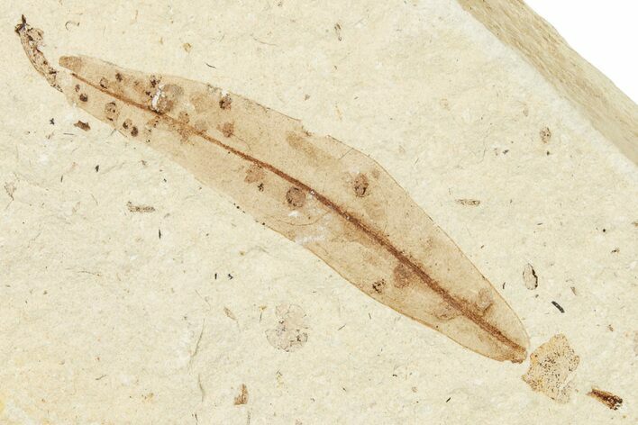 Fossil Leaf (Andromeda?) - France #254325